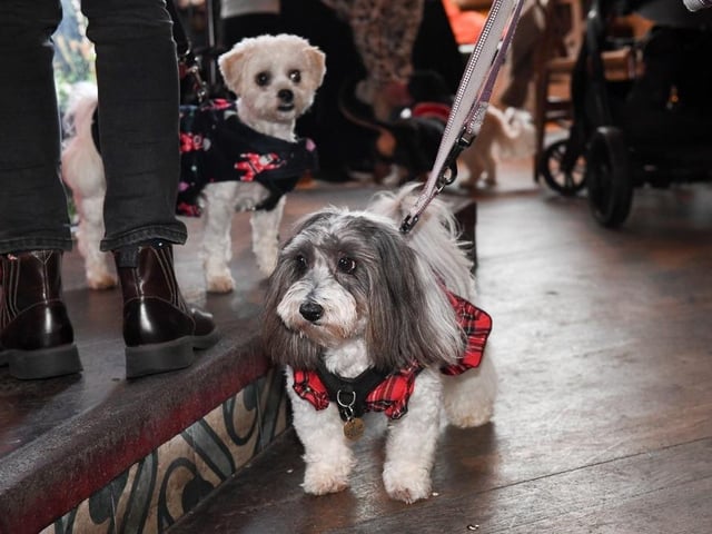 It was a case of 'paws for thought' as this model pooch took the lead in showing off his coat