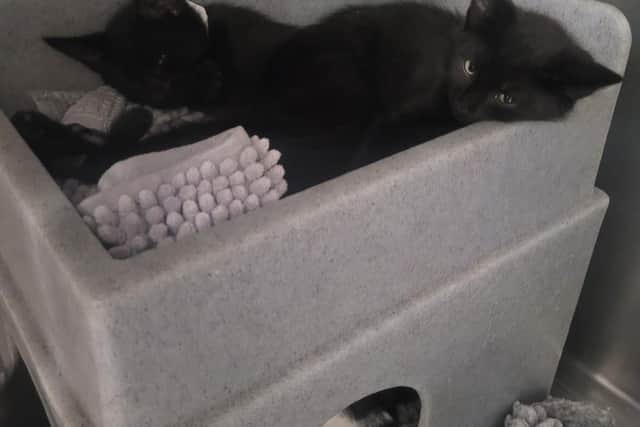 Two more of the dumped kittens rescued today in Milton Keynes