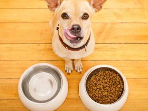 A 'danger list' of foods that could hurt your dog - credit Bone Idol Academy/ Animal News Agency 