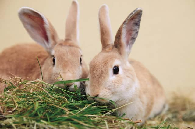 Woodgreen has been taking in and rehoming rabbits for decades