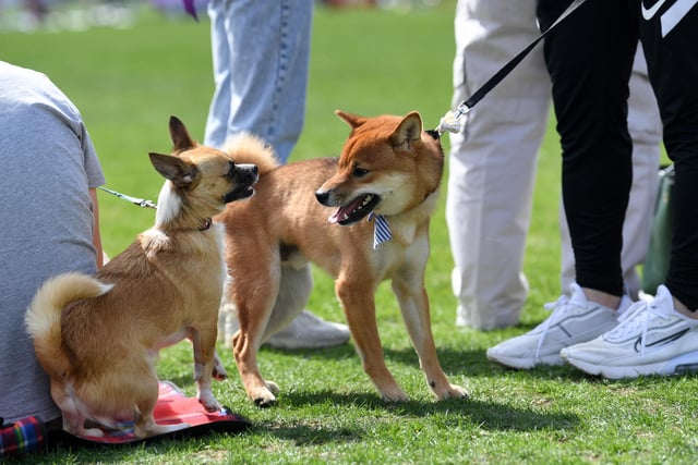 The 2-day pooch party featured dog shows, specialist stalls and fun entertainment