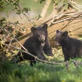 The black bear cubs which were born in January have made their pubic debut