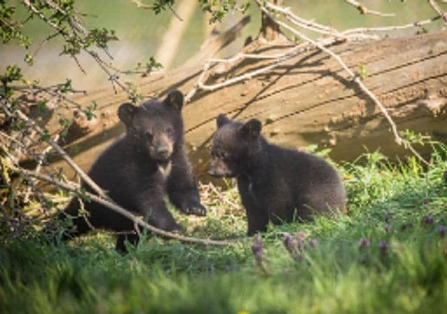 The black bear cubs which were born in January have made their pubic debut