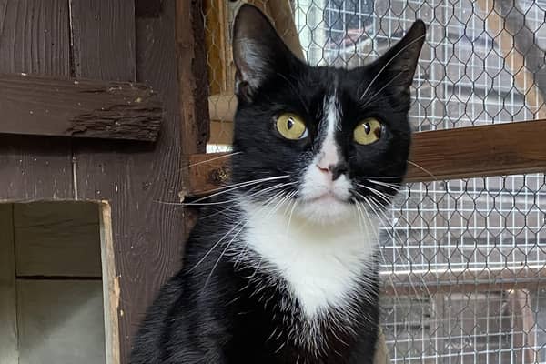 Snuggles is a black eight-year-old neutered male who is very sweet natured and needs a quiet home.