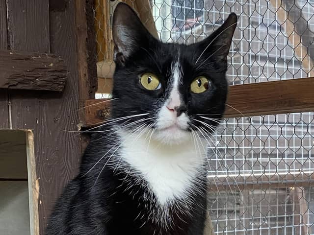 Snuggles is a black eight-year-old neutered male who is very sweet natured and needs a quiet home.