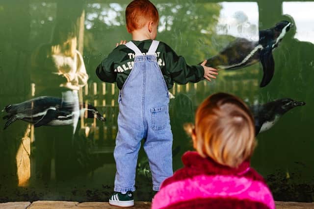 Penguin Viewing, Woburn Safari Park, Easter 2025