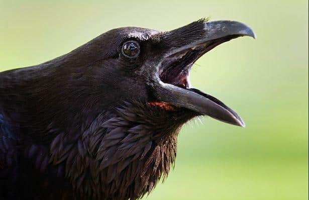 Crows can get protective and attack humans when they are nesting
