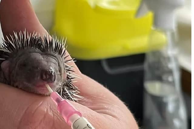 A tiny hoglet being fed and kept alive at Deanshanger Hedgehog Rescue