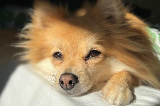 Dogs like Foxy need your help. Help by supporting the National Animal Welfare Trust’s Bedfordshire Christmas appeal