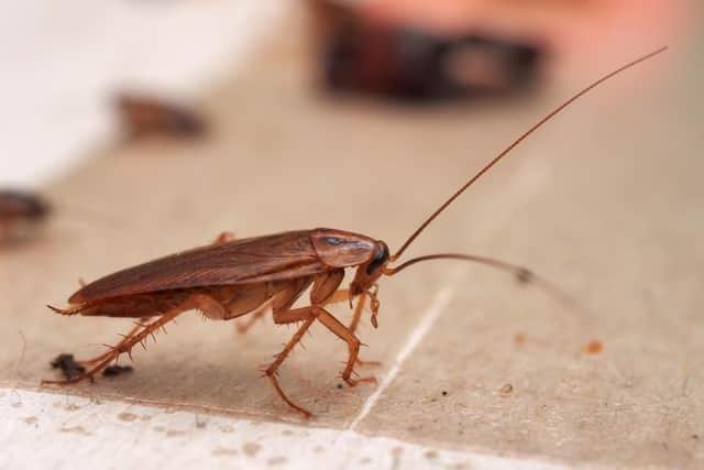 The council found an infestation of cokroaches at the restaurant in Milton Keynes