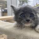 The RSPCA in Mk has dozens of cats and kittens needing a home
