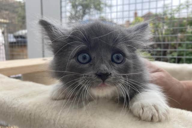 The RSPCA in Mk has dozens of cats and kittens needing a home