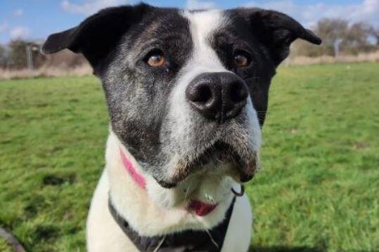 Bella is a beautiful eight-year-old Akita cross Collie who has lots of love to give. Bella can be nervous by nature and takes a little time to warm up to new people but is excitable once settled into the home. Bella loves a cuddle on the sofa and would make a wonderful addition to a family with time, patience, and encouragement. Phone: 01908 584000 Email: beds.reception@nawt.org.uk