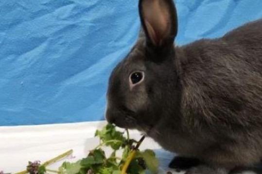 Bronson is an 18-month-old neutered male bunny who is looking for a new home with another rabbit that he can call his new friend. This super sweet and confident rabbit will happily come over to say hello, and could happily live with children and other animals in the new home. Phone: 01908 584000 Email: beds.reception@nawt.org.uk