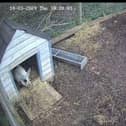 Squeaks the pig is due any day now - Animal News Agency