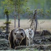 Beavers, bears, wolves and lynx: Campaigners want to see these animals reintroduced to the British countryside (Photo: Shutterstock)