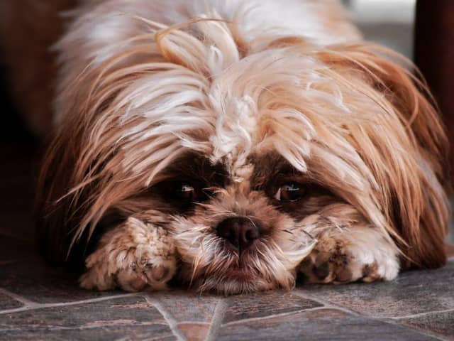 Dogs can suffer from trauma even if they appear calm at the time - Animal News Agency 