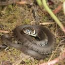 This grass snake was spotted in an MK park