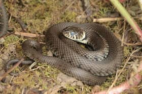 This grass snake was spotted in an MK park