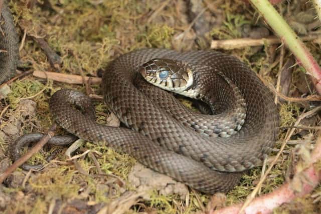 This grass snake was spotted in an MK park