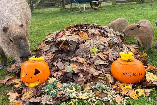Graham and pups with pumpkins