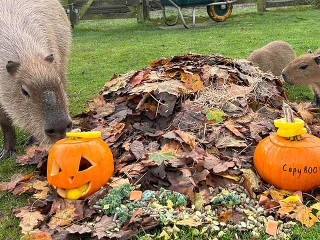 Graham and pups with pumpkins