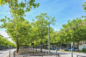 Many of the trees at CMK were wrongly planted decades ago and must now be felled