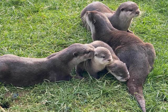 Otter Pups