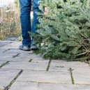 There's a size rule a bout disposal of Christmas trees in Milton Keynes this January