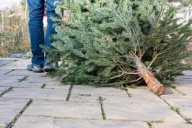 There's a size rule a bout disposal of Christmas trees in Milton Keynes this January
