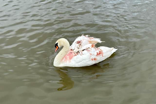 The swan appeared to be covered in blood