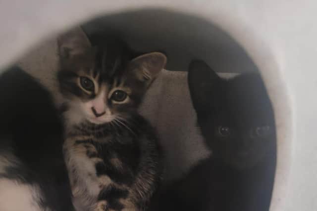 One of the seven dumped kittens, now recovering at the vets'