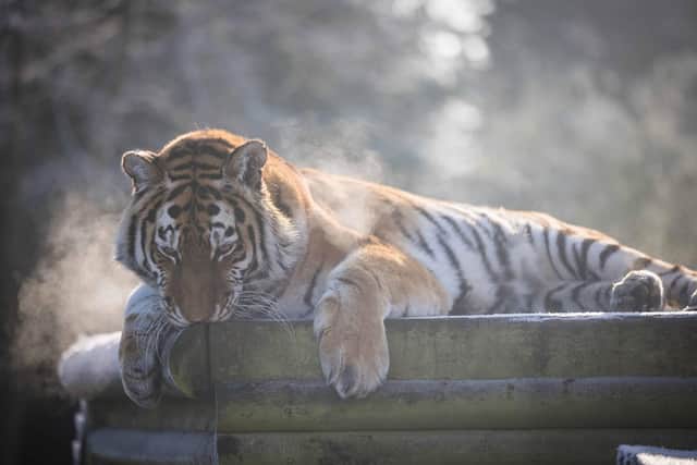 Tiger enjoying some quiet time