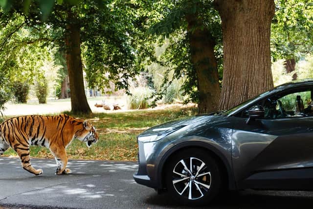 Tiger alongside Car Woburn Safari Park