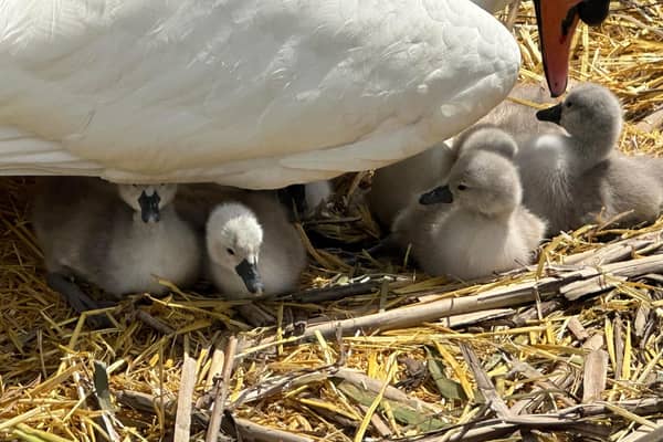 Today there are four fluffy cygnets hatched