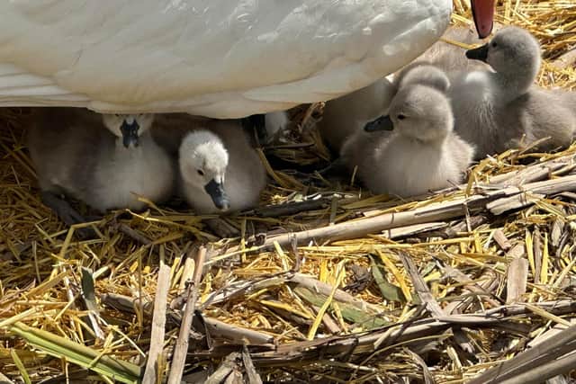 Today there are four fluffy cygnets hatched