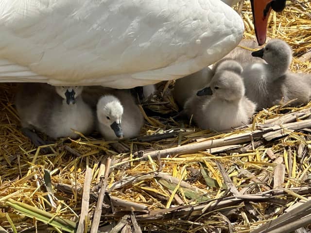 Today there are four fluffy cygnets hatched