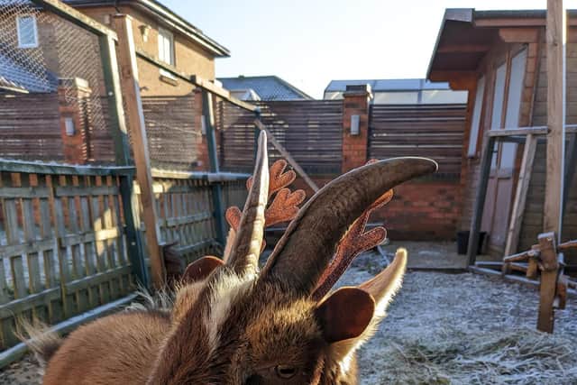 Boo the goat lives in his owner's Bancroft back garden