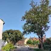 The horse chestnut and sycamore trees in Newport Pagnell's North Square are due to be felled this week, but residents are trying to save them
