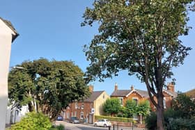 The horse chestnut and sycamore trees in Newport Pagnell's North Square are due to be felled this week, but residents are trying to save them