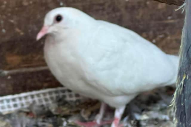 The dove is being looked after by Luton Wildlife Rescue after being rescued from a canal near Milton Keynes last week