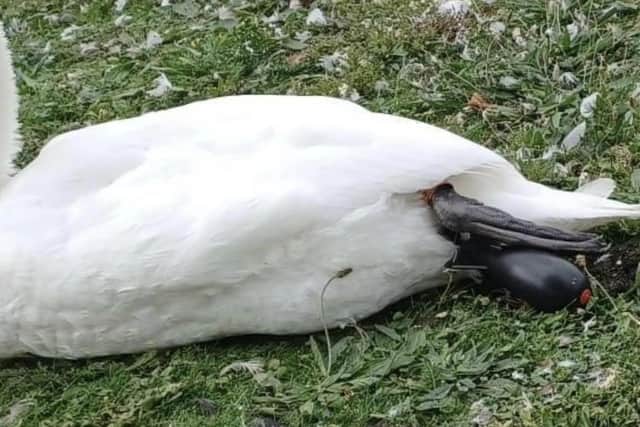 The swan was trapped by a heavy bait bomb and fishing line wrapped round its leg near the MK lake