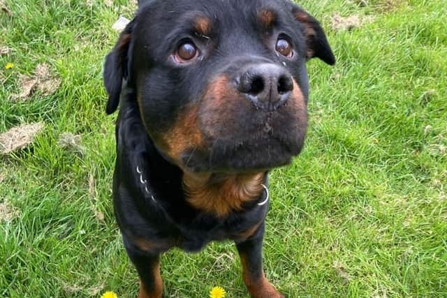 Chaps and his ex-homeless owner must sadly part company and the dog is urgently seeking a forever home