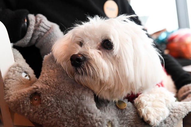 Doggies were able to roam free, with festive activities, treat stations and unlimited ‘puppuccino'