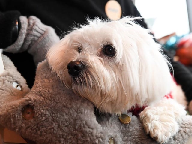 Doggies were able to roam free, with festive activities, treat stations and unlimited ‘puppuccino'