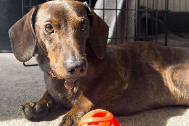 A dachshund called Rolo was the hero of the day in today's kitten rescue drama in Milton Keynes