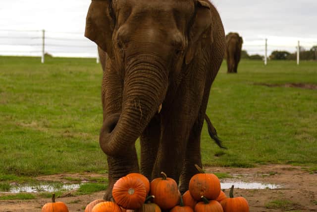 Asian Elephant Tarli with pumpkins