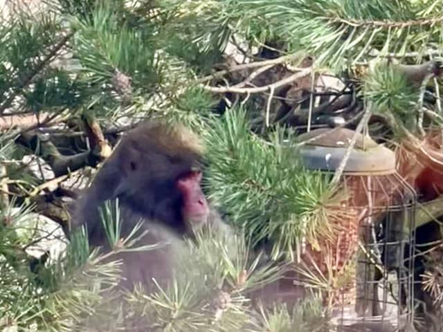 A missing monkey has been captured in the Highlands after four nights on the run. 