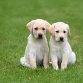 Volunteers keep the guide dogs pups for around a year