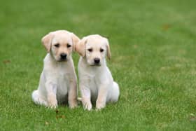 Volunteers keep the guide dogs pups for around a year